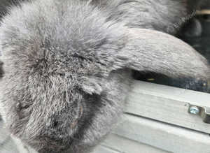 French lop rabbit