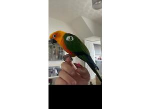 Tamed Jenday conure parrot for sale