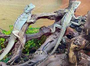 Pair of Angle Headed Forest Dragons