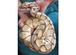 Beautiful ball python