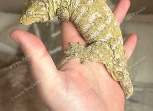 Brosee leachieanus gecko