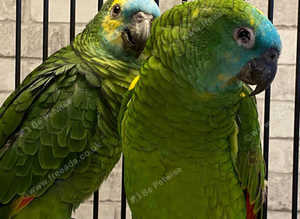 Stunning colourful blue fronted Amazon parrot