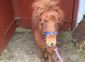 Tiny miniature horse filly