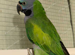 Stunning young darbyan parrot