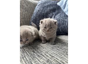 Beautiful Tica Registered Kittens