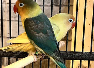 Very beautiful love bird for sale