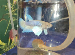 Dumbo ear Betta males
