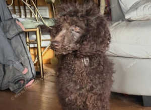OneGorgeous standard boys available, preferred people that love and adore poodles