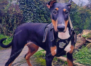 x Doberman x English bull terrier bitch 7 months old
