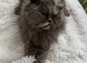 Persian Female