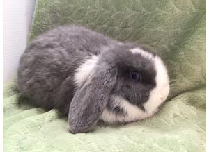 Beautiful Rabbits for sale