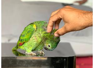 Baby Blue Fronted Tame HandReared Talking Parrot