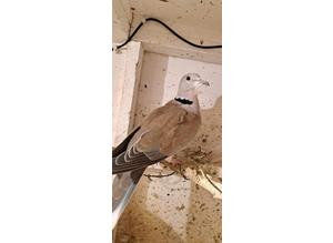 Mixed doves for sale x2