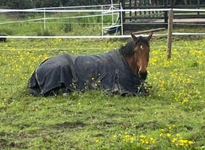 One full livery stable on quiet yard chester