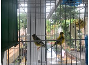 Singing Male & Female Canaries