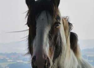 Traditional cob 14.3, passported