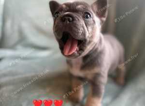 Ready now! Stunning kc register French bulldogs