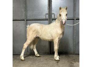 Stunning Section A Yearling. Palomino Colt