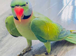 Stunning male moustache parrot