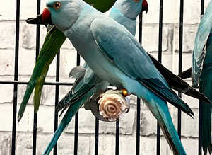 Beautiful baby blue Indian ringnick parrot