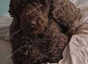 Standard Chocolate Labradoodle Curly Hypo Allergenic Coat PROVEN in Runcorn
