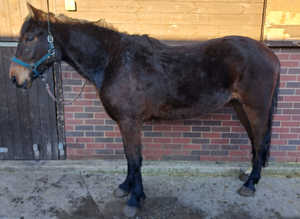 Lovely 3yr old Irish Draught X filly