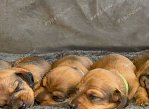 KC Miniature Dachshund (Shaded Red). Viewing now available