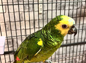 Beautiful young blue fronted Amazon