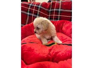Bichon x Toy poodle  Poochons Boys and Girls