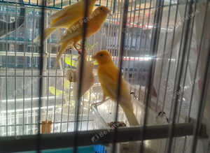Canaries for sale