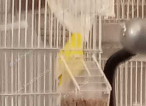 yellow pair of waterslaggers