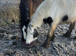 Cob mare