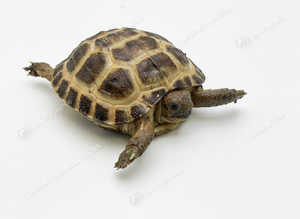 Baby Horse field tortoise