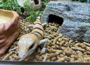 Pair of Peters Banded Skinks at Birmingham Reptiles