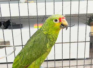 Stunning baby red lord Amazon parrot