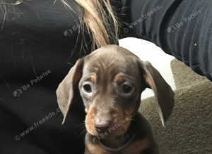Miniature dachshund puppies