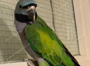 Stunning young Darbyan parrot