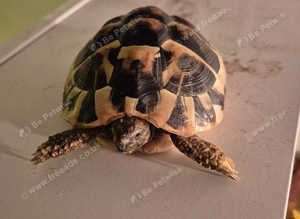 Herman tortoise