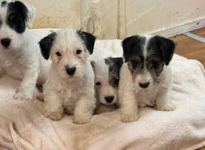 Sealyham terrier cross jack Russell