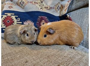 Ready Now! Bonded pair of baby boy guinea pigs!
