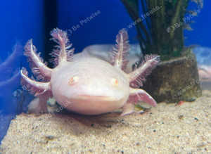 Stunning Young Axolotols Available