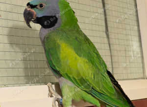 Stunning young Darbyan parrot