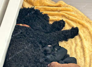 Cockerpoo's for sale