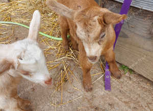 Golden Guernseys