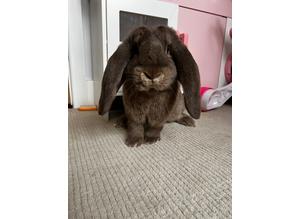 Choclote otter French lop