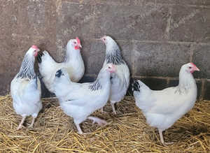 5 LARGE LIGHT SUSSEX HENS 18 WEEKS