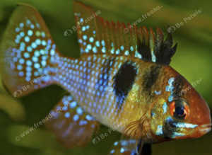 German Blue and Golden Rams