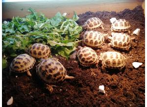 Horsfield tortoises ready now