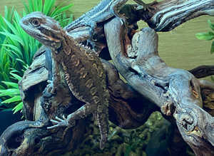 Rankins Dragons with Short Tails at Birmingham Reptiles