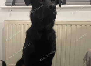 Shepweiler
